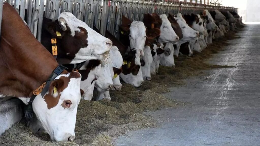 Tarım ve Orman Bakanlığı’ndan Kurban Bayramı için sıkı önlemler 1 563365