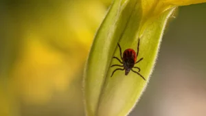 Kayseri’de art arda yaşanan kene vakaları endişe yarattı. Pınarbaşı ilçesinde