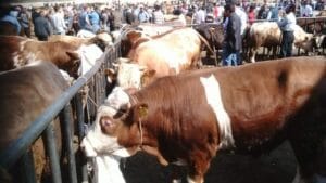 Çorum’da tespit edilen yeni tip şap virüsünün ardından Yozgat’ta da