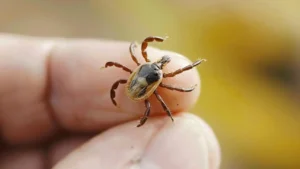 İstanbul’da kene ısırmalarıyla ilgili vaka sayılarındaki artış, belediyeyi harekete geçirdi.