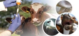 Türkiye’de SAT-1 tipi şap virüsüne rastlanması nedeniyle, Tarım ve Orman